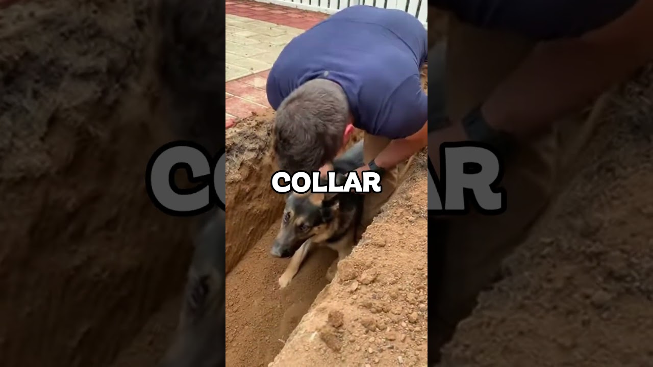 This dog destroyed $4,000 of landscaping in 12 days... What he found buried under saved 3 families.