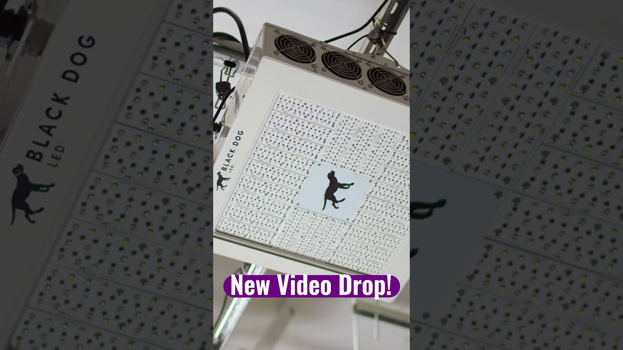 Why Quality Matters: The Value of Black Dog LED Grow Lights