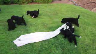 Bernese Mountain Dog Mix Puppies For Sale