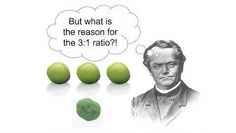 Mendelian Genetics (Part 1 of 2)