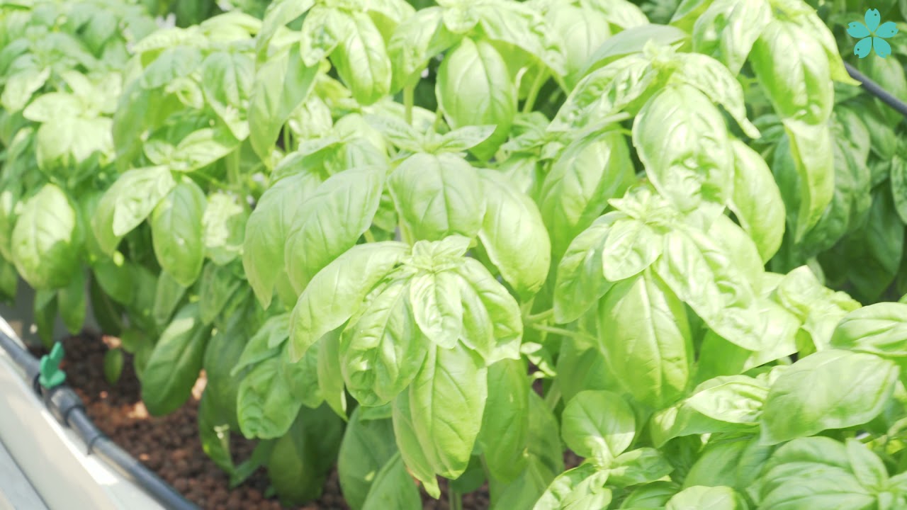 Aquaponie na FROV JU