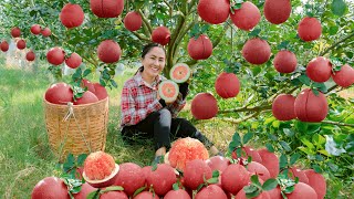 Harvesting Red Pomelo and goes to the market sell - 90 days harvest | Emma Daily Life