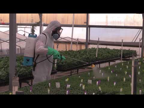 Application of Insecticides