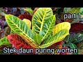Download Lagu Perbanyak puring worten ..puring termahal