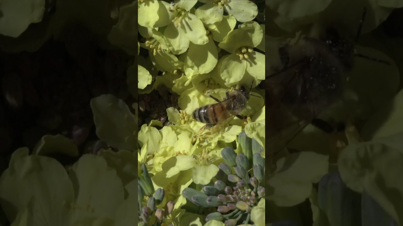 Bee on broccoli flowers
