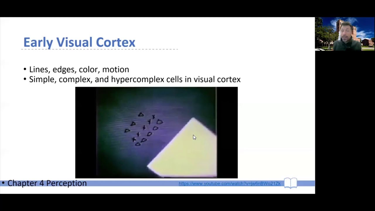 CogPsy W02b -- Ch 04 -- 02 Early Visual Cortex - YouTube