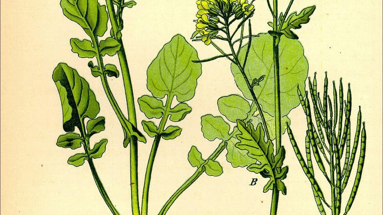 Сурепка обыкновенная. Трава сурепка. Сурепка обыкновенная. Сурепка дуговидная. Сурепка полевая.