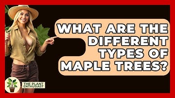 What Are The Different Types Of Maple Trees? - The Plant Enthusiast