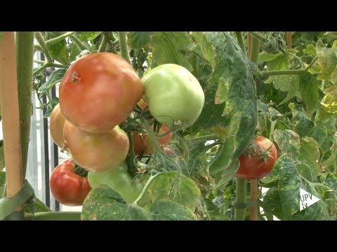 Aroma del tomate para proteger cultivos - Noticia @UPVTV, 10-01-2019