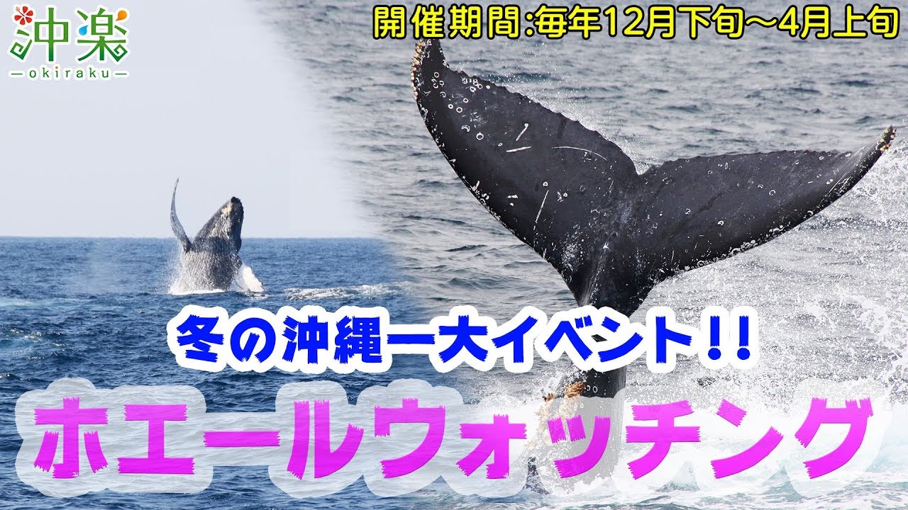 沖縄ホエールウォッチング クジラ観察 21年最新ツアー 沖楽