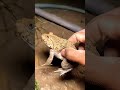 Funny frogs Catching |Wep wep catching frogsfunny |boing catch frogs make you laugh #shortsfeed