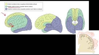 Celebrity Step 2CK Lesson 10 - Strokes Profile