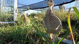 Attwater's Prairie Chicken Reintroduction Program