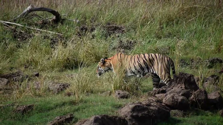 tadoba tigers  close-up madhuri tiger