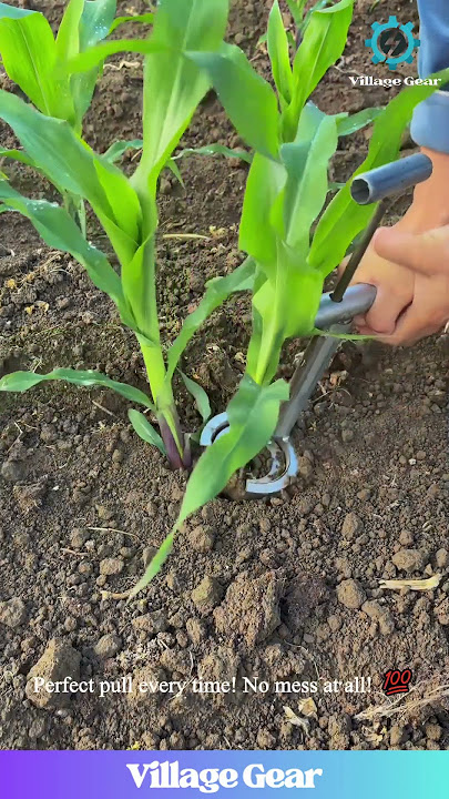 Alat Penanaman Jagung yang Jenius! 🌱 Anehnya Memuaskan! #tipsbertani #berkebun #gadget #memuaskan