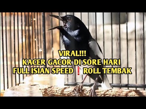 Repeat Kacer Gacor Di Sore Hari Lagi Viral Kacer Ngobra Kacer