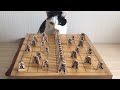 Mastermind Cats | Funny Cat Video Compilation 2017