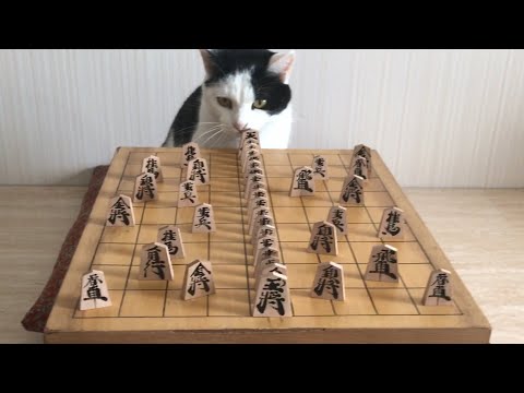 mastermind-cats-|-funny-cat-video-compilation-2017