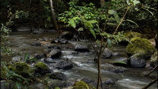  Relaxing Stream & Birdsong with Platypus (2 Hours) | Pure Nature Noise for Concentration