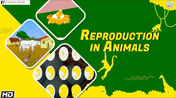 Reproduction in Animals | Be a Scientist Class 4 | Educational Videos | Rachna Sagar