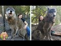 La rencontre d'un loup avec un chien a choqué le monde. Ce ...