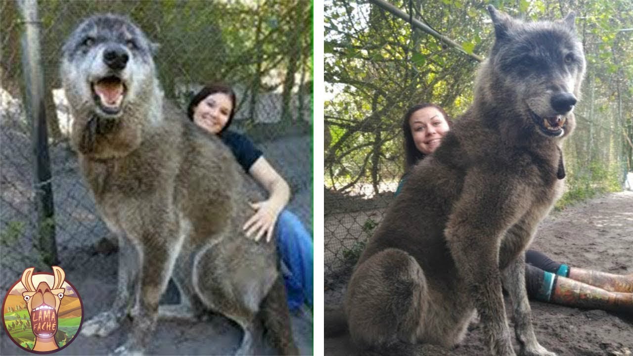 10 ANIMAUX GÉANTS QUI EXISTENT VRAIMENT!