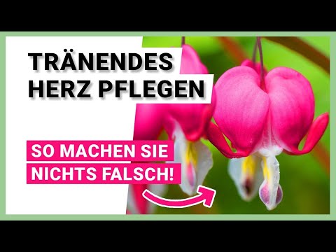 Video: Bleeding Heart Pflanzen umpflanzen: Wie und wann man Tränende Herzen umpflanzt