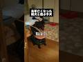 親犬の霊と遊ぶ子犬…
