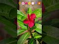 Look at these flowers 🌼 It's time to Blossom 🌸💕#flowers #blossoms #flowervideos #protrait #video