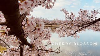 Japan Cherry Blossom Viewing || 日本の花見 ||アイロニ || Irony まじ娘