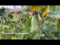 Curuba: la fruta de la montaña - TvAgro por Juan Gonzalo Angel