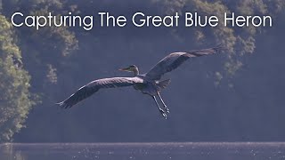 Capturing the Great Blue Heron in flight
