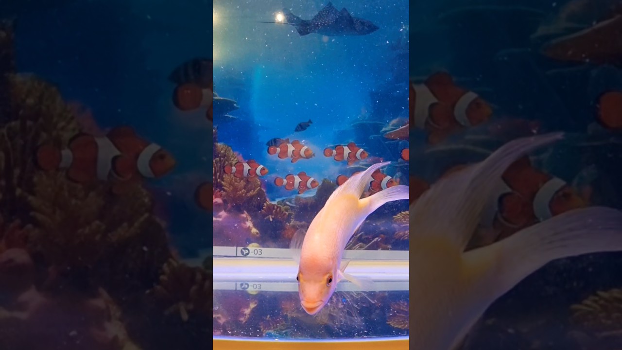 Red devil cichlids #reddevils #reddevilfish #cichildfish #fishtank #aquariumfish