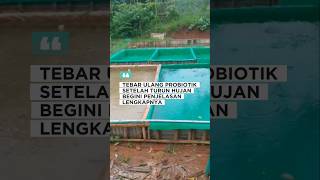 TEBAR ulang probiotik setelah HUJAN❗Begini penjelasannya