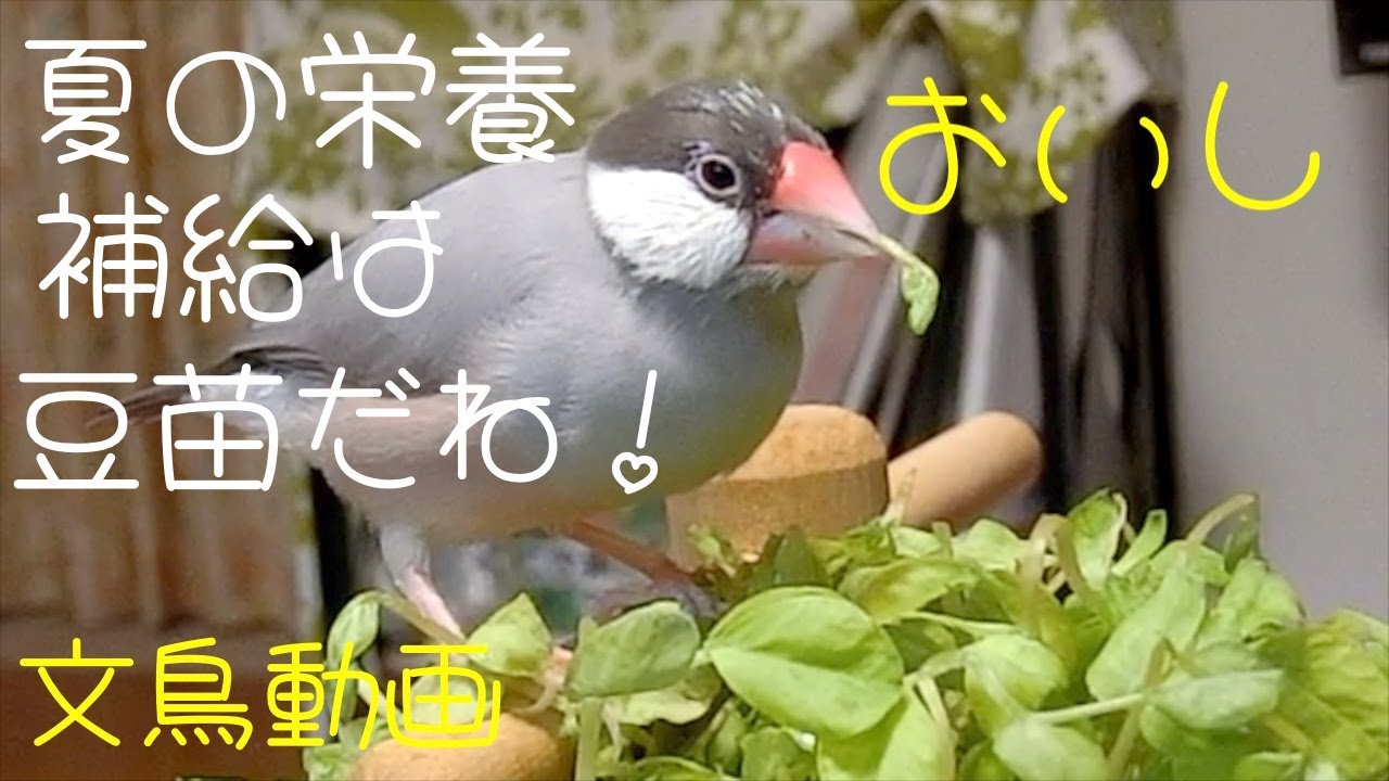 豆苗を一生懸命！？食べる桜文鳥ほーちゃん 鳴き声付き 文鳥動画 - YouTube