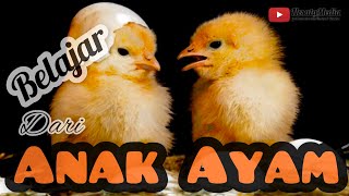 Belajar dari Anak Ayam-Cerita Inspiratif ||NM_IHI#003