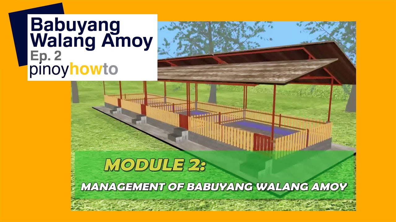 How to Raise Pigs Babuyang walang amoy or Odorless Pigpen