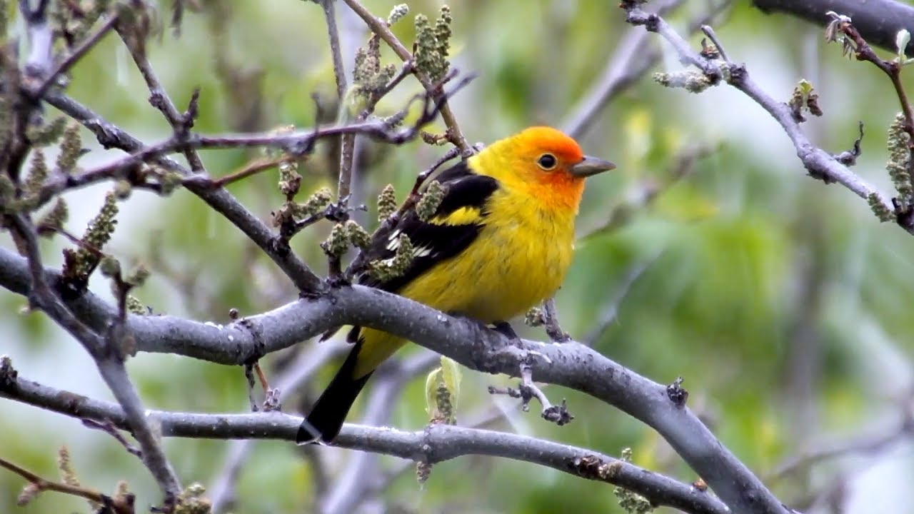 Western Tanager in a Spring Snow Storm 