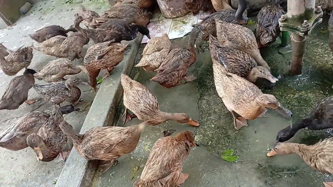 হাঁস পালনের পদ্ধতি, খাকি কেম্বেল হাঁসের খামার,হাঁসের কৃমির ওষুধ, হাসের চুনা পায়খানা, duck Farm #duck