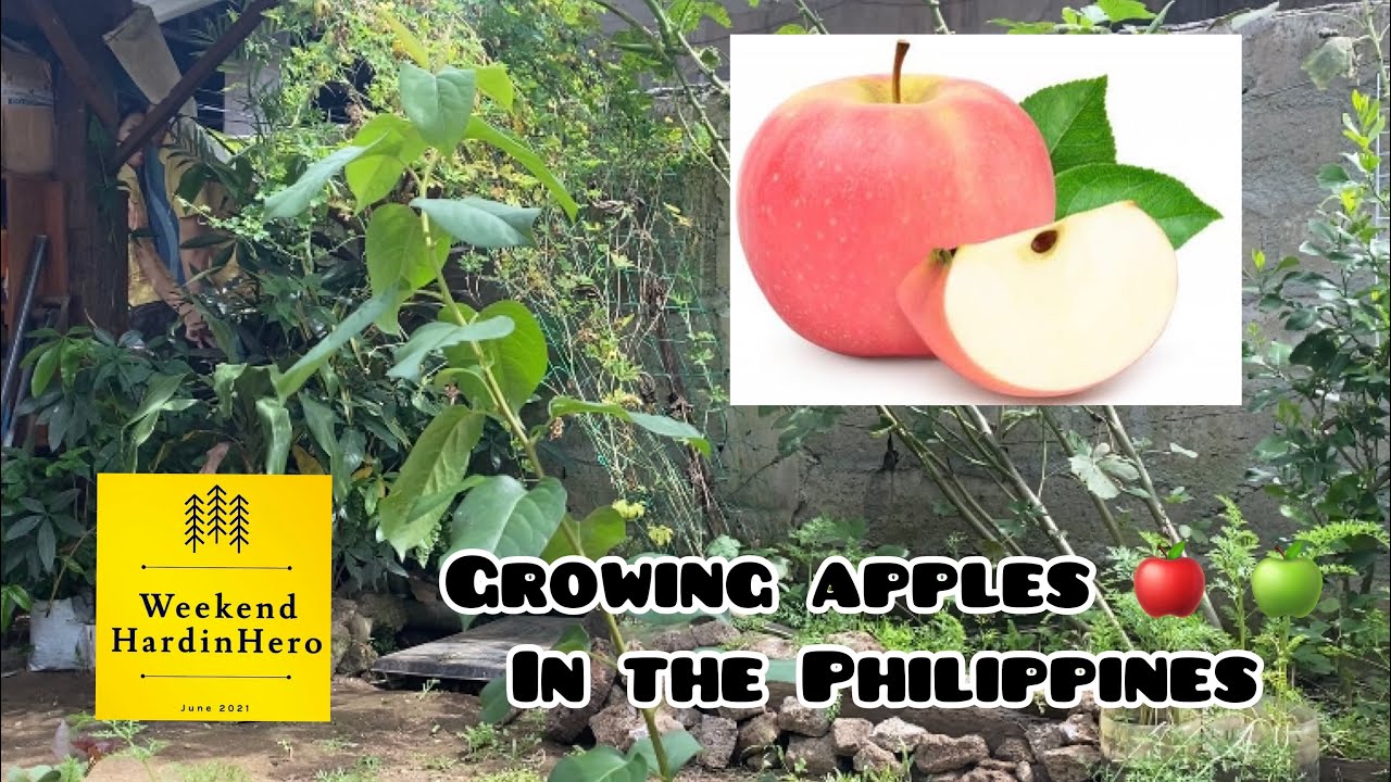 Growing Apples in the Philippines apple batangas philippines 