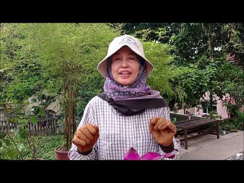 Video: Penjagaan Aechmea Bromeliad: Petua Untuk Menanam Tumbuhan Aechmea Bromeliad