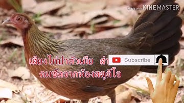 Suab poj qaib qus dib tuaj zoo heev