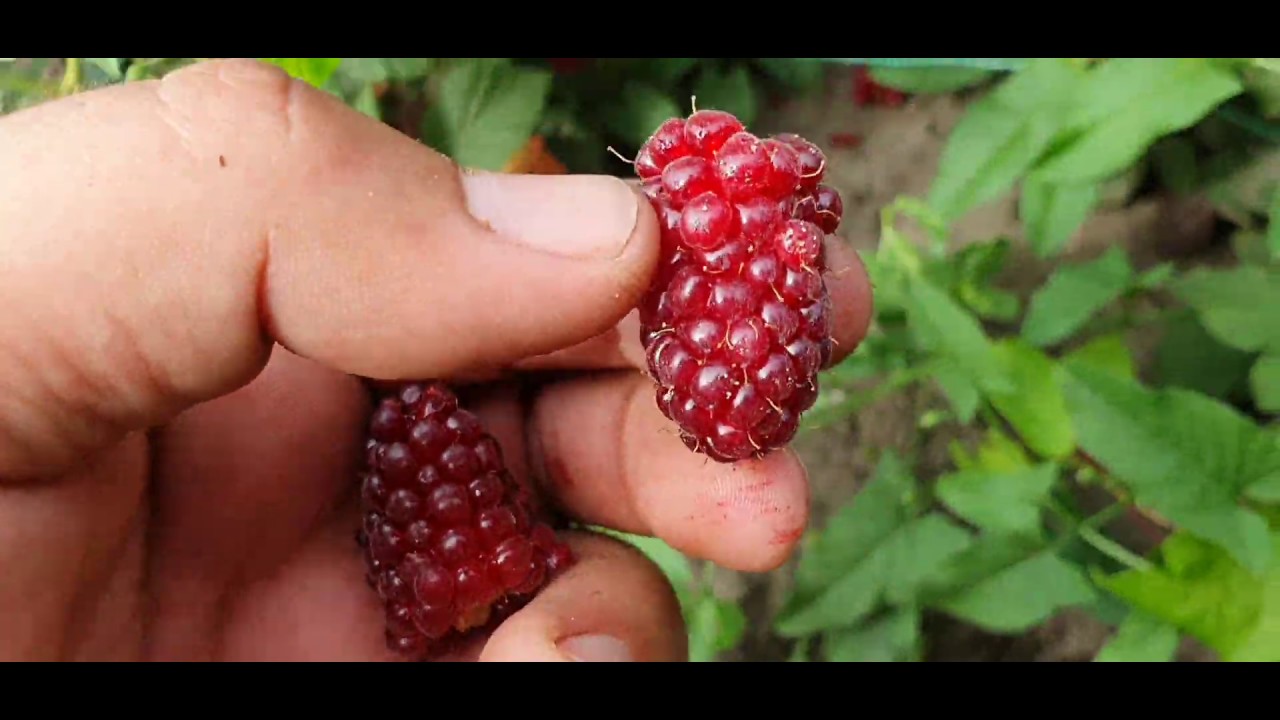 Ежемалина Тайберри. Ежемалина Boysenberry. Ежемалина Тайберри вкус. Ежемалина Тайберри Бэкингем. Ежемалина тайберри описание сорта фото отзывы садоводов