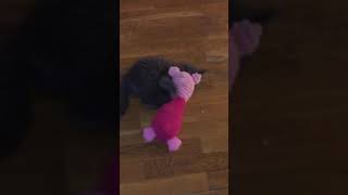 Vicious Feline Attacking A Piglet