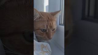 Честер прячется на окне за шторой! #chester #cat #кот