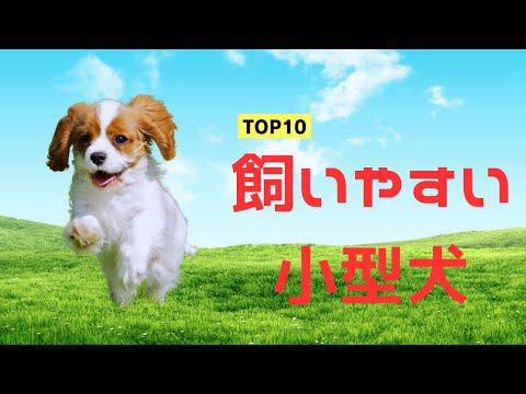 【初心者におすすめ】手間いらずの小型犬10選