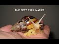 The 36 Best Pet Snail Names 🐌 Cute and Famous Snail Names