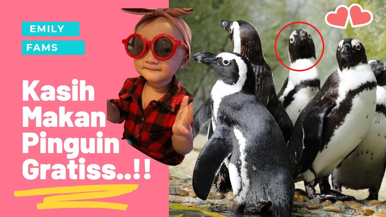 LIAT PENGUIN DI PINGOO RESTAURANT JAKARTA AQUARIUM NEO SOHO YouTube liat-penguin-di-pingoo-restaurant-jakarta-aquarium-neo-soho-youtube