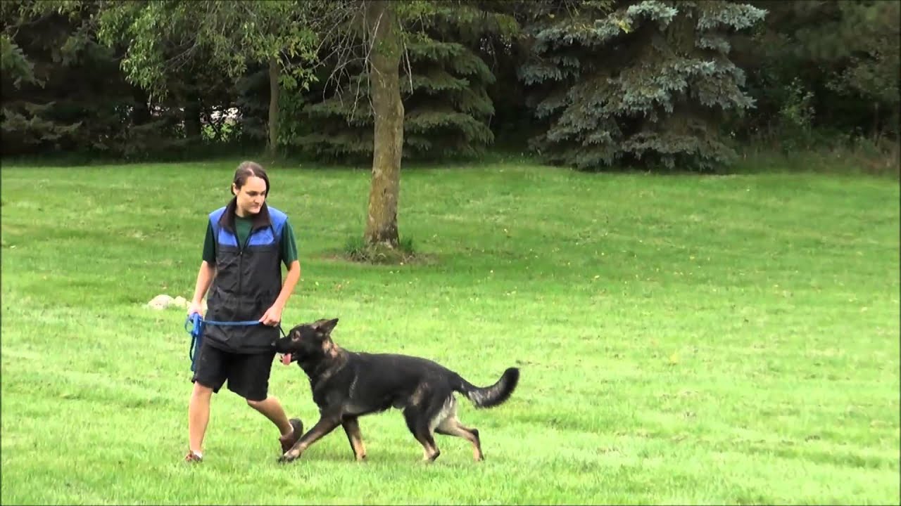 Sherlock (German Shepherd Dog) Obedience Training Video YouTube