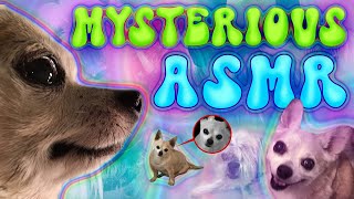 ASMR🥩Chowie's MYSTERIOUS MEATY MOMENT🥩Whispered UNEXPLAINED BIZARRE Things